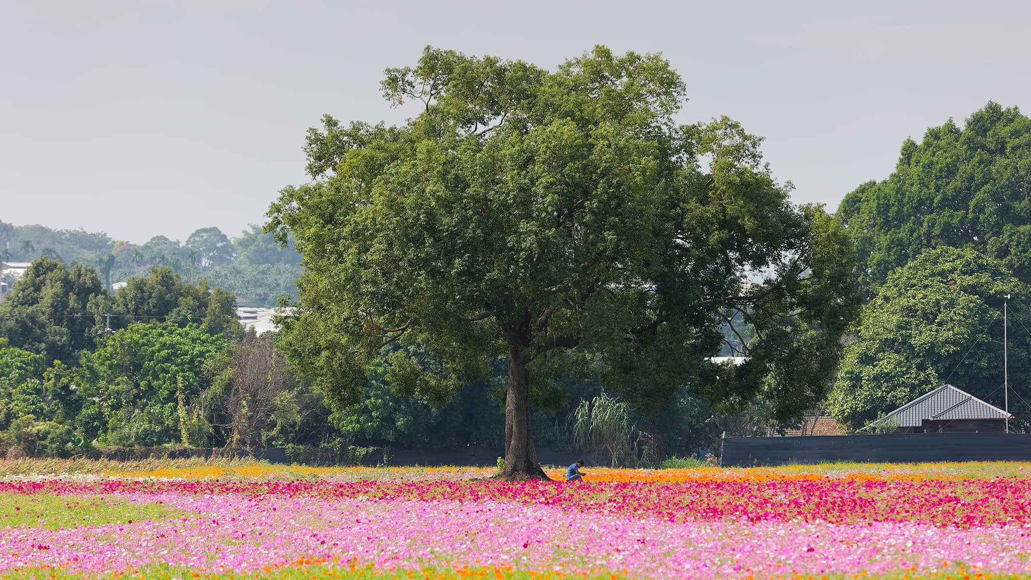 02 - Taichung Est (23) Xinshe Sea of Flowers.jpg